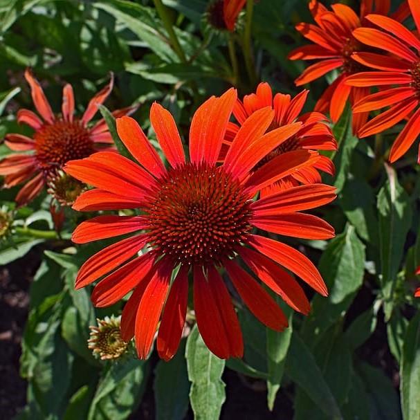 Echinacea 'Tomato Soup' ~ Tomato Soup Echinacea, Coneflower