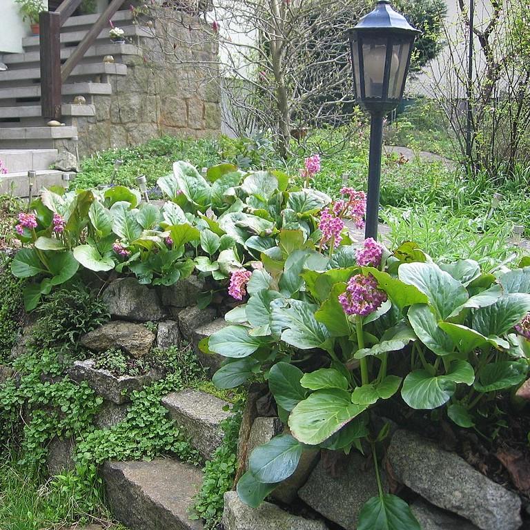 Bergenia cordifolia ~ Heartleaf Bergenia, Pigsqueak