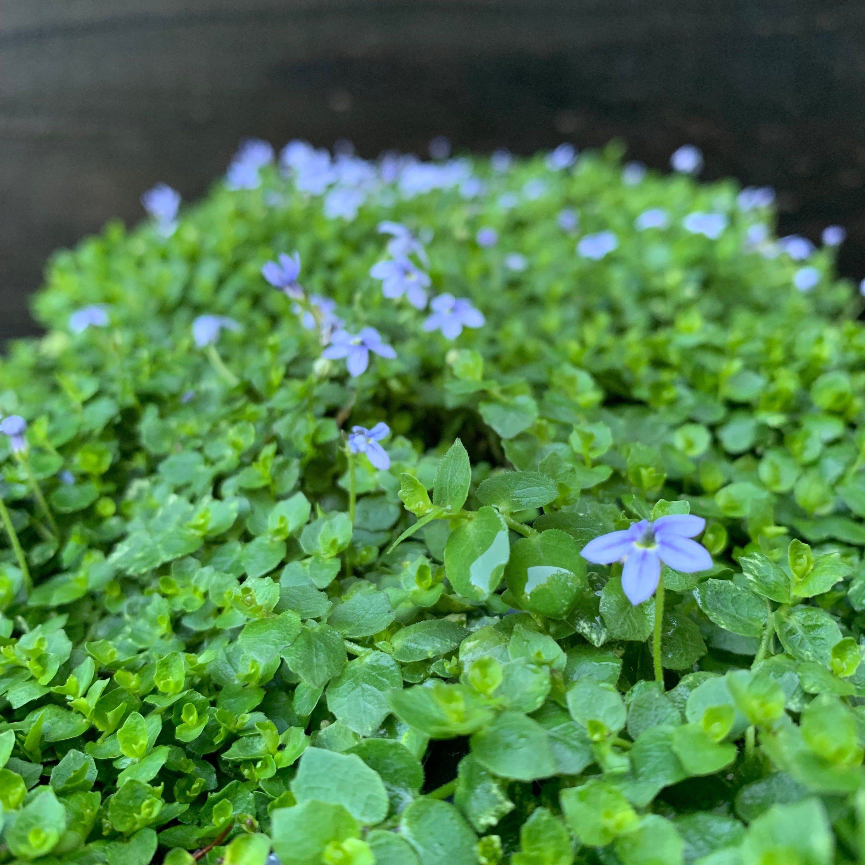 Isotoma fluviatilis ~ Blue Star Creeper – JTSOP Farms