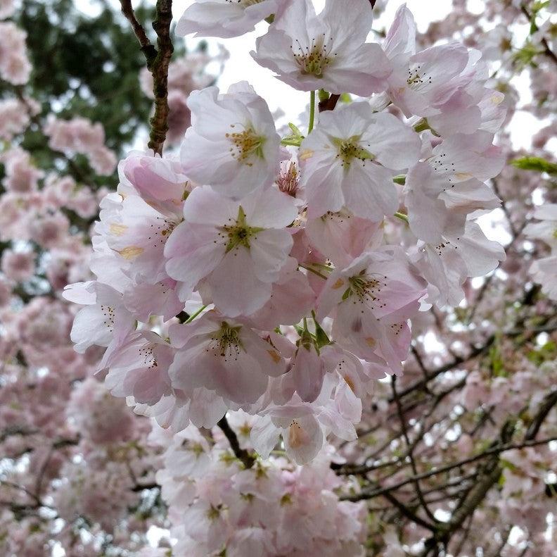 Prunus x yedoensis 'Akebono' ~ Cereza en flor de Akebono