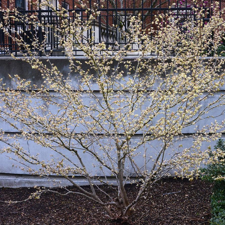 Corylopsis pauciflora ~ Winter Hazel