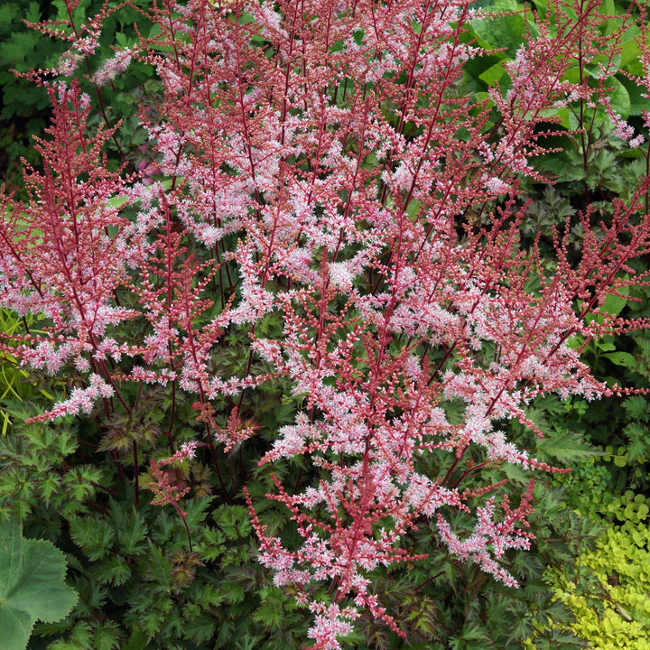 Astilbe x 'Delft Lace' ~ Delft Lace Astilbe