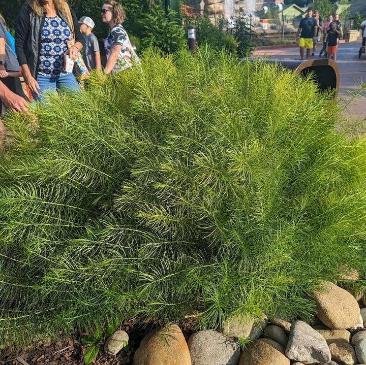 Amsonia hubrichtii ~ Threadleaf Blue Star, Arkansas Blue Star