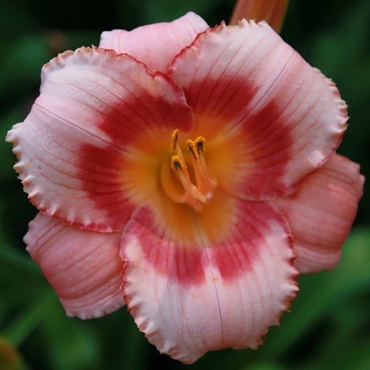 Hemerocallis 'Strawberry Candy' ~ Strawberry Candy Daylily