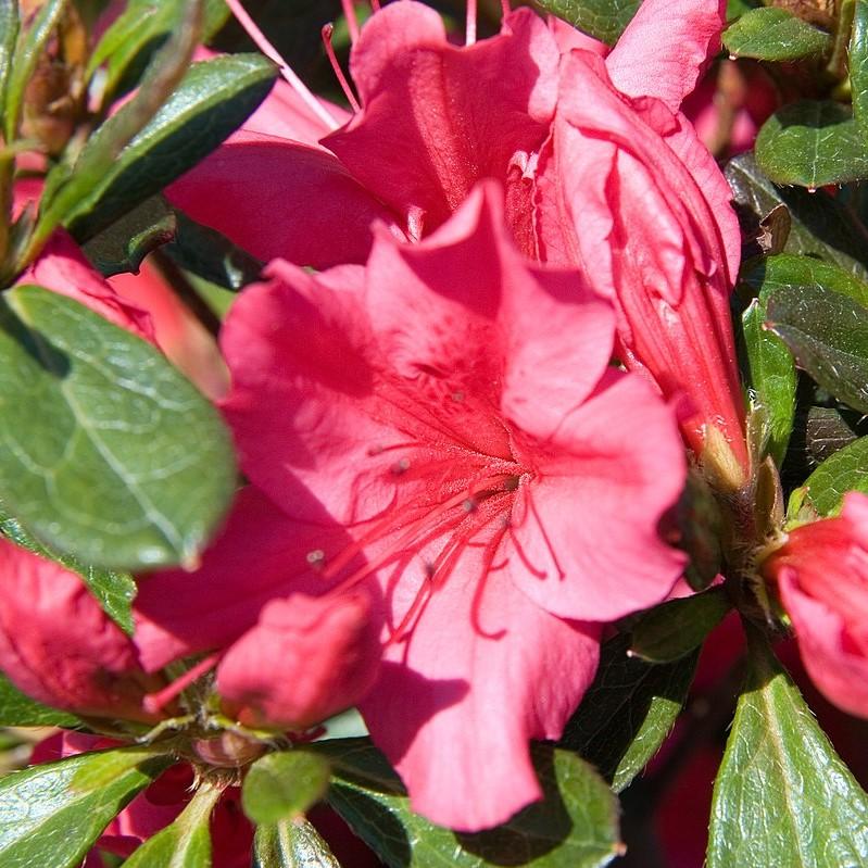 Rododendro x Girard 'Girard's Rose' ~ Girard's Rose Azalea