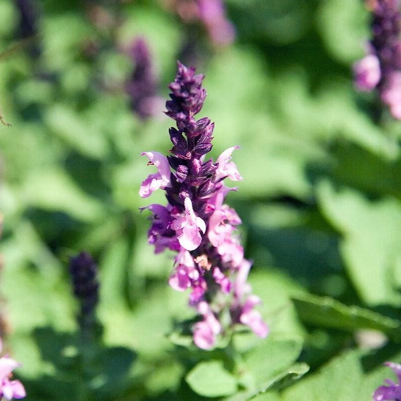Salvia nemorosa 'Sensation Rose' ~ Sensation® Rose Meadow Sage