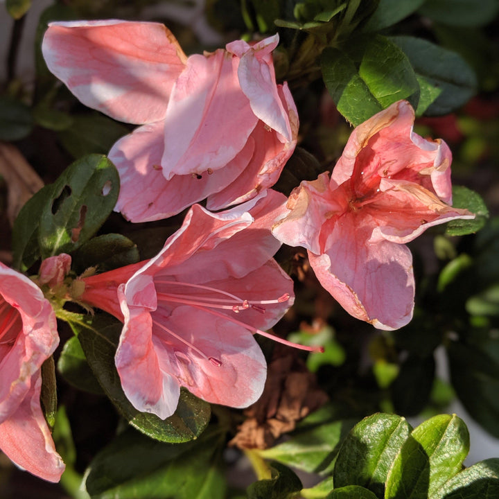 Rododendro 'Roblet' ~ Encore® Autumn Sunburst™ Azalea