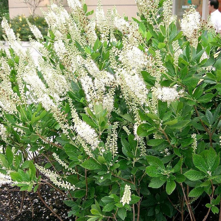 Clethra alnifolia 'Dieciséis velas' ~ Dieciséis velas Summersweet