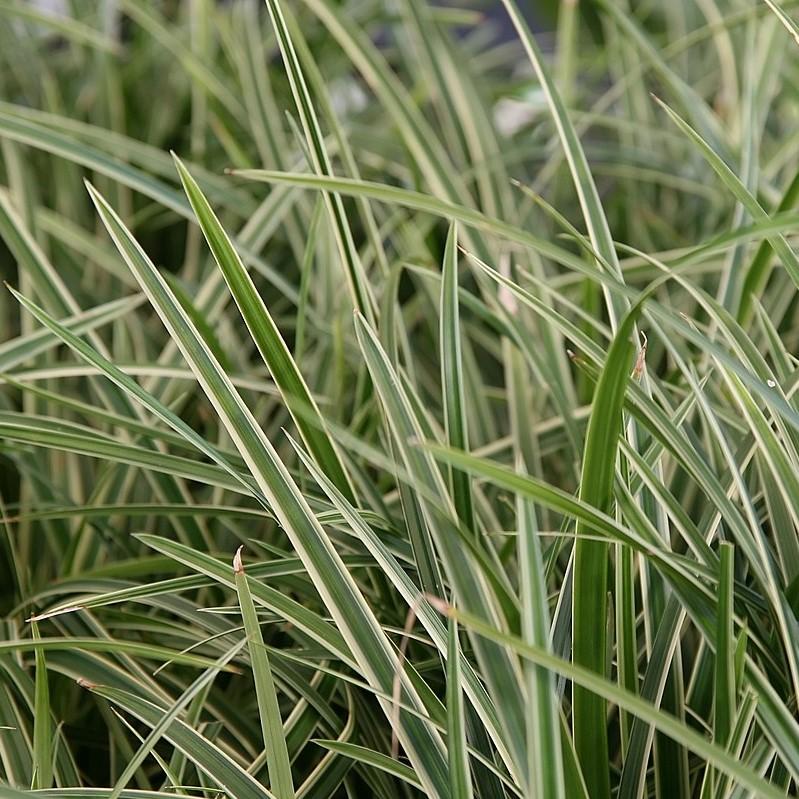 Carex morrowii 'Ice Dance' ~ Ice Dance Sedge