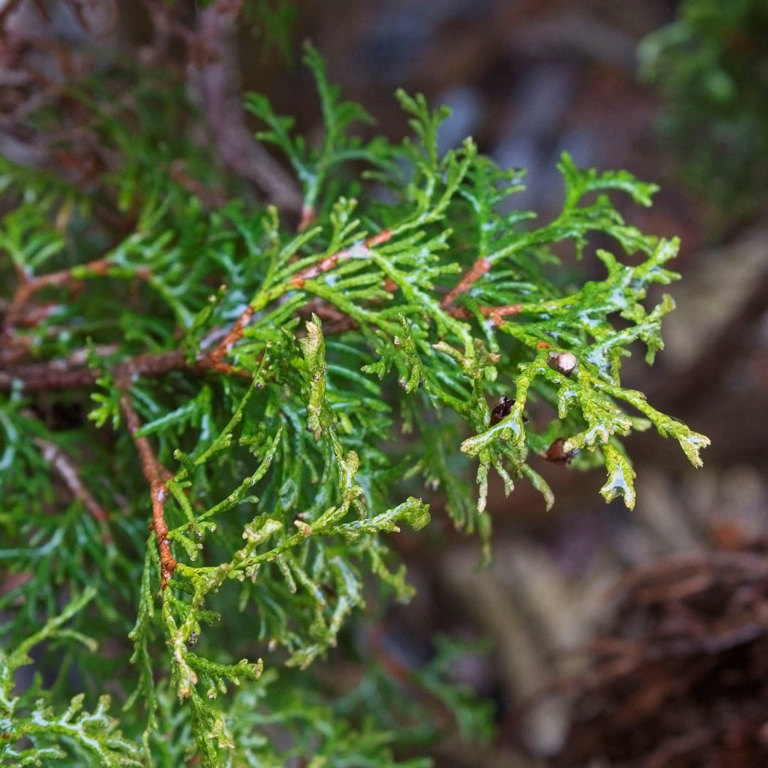 Thuja occidentalis 'Pequeño Gigante' ~ Arborvitae Pequeño Gigante