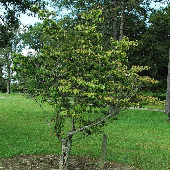 Cornus florida 'Jefe Cherokee' ~ Cornejo Jefe Cherokee