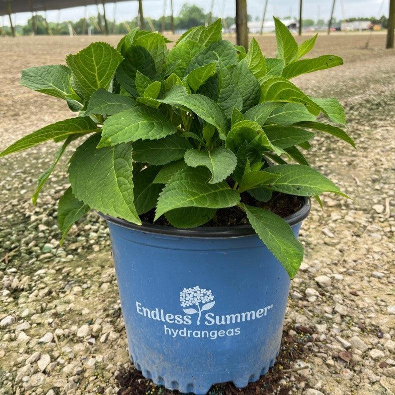 Hydrangea macrophylla 'Bailmer’ ~ Endless Summer® The Original Hydrangea