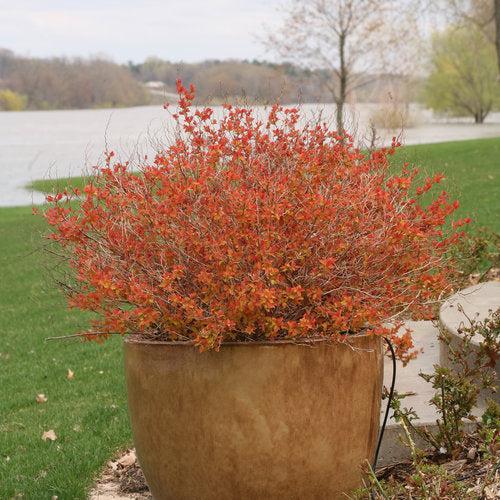 Spiraea x 'Tracy' USPP 21,588 ~ Double Play® Big Bang Spirea