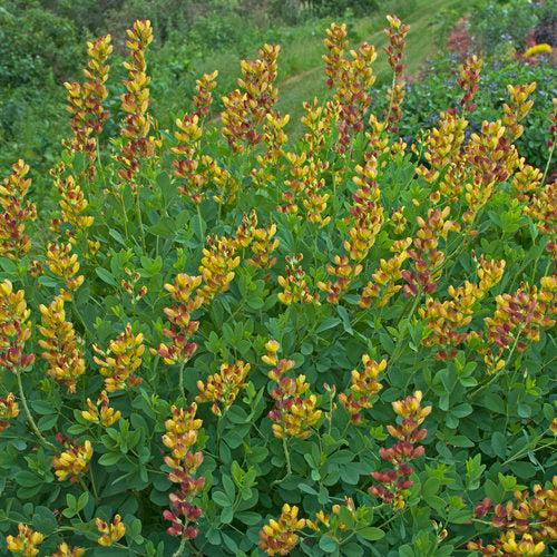 Baptisia 'Cherries Jubilee' ~ Decadence® Cherries Jubilee Baptisia