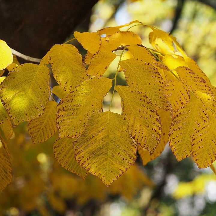 Cladrastis kentukea ~ American Yellowwood