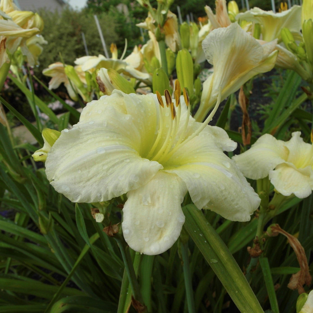 Hemerocallis 'Joan Senior' ~ Joan Senior Daylily