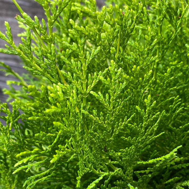 Chamaecyparis obtusa 'Cone Schlecht' ~ Nite-light® Hinoki Cypress