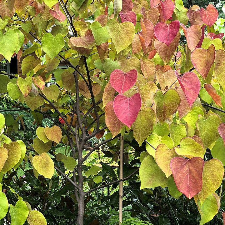 Cercis canadensis 'NC2016-2' PP #31,260 ~ Flame Thrower® Redbud