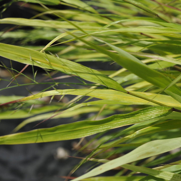 Hakonechloa macra 'Beni Kaze' ~ Beni Kaze Japanese Forest Grass