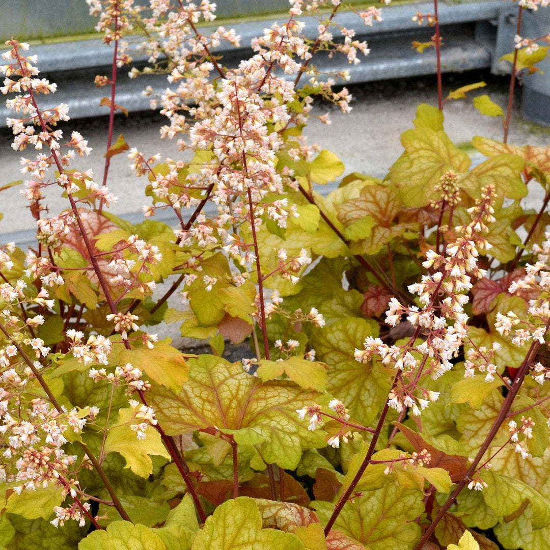 Heuchera 'Champagne' ~ Champagne Coral Bells