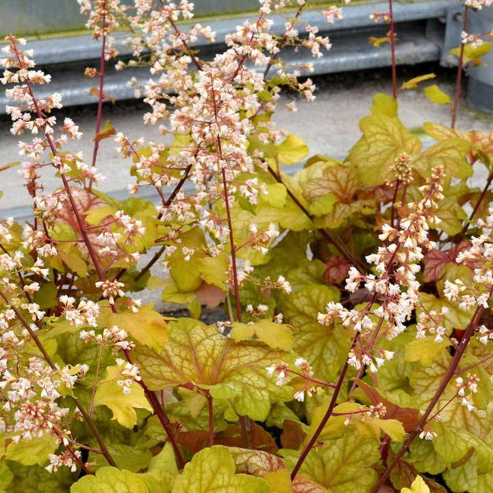 Heuchera 'Champagne' ~ Champagne Coral Bells