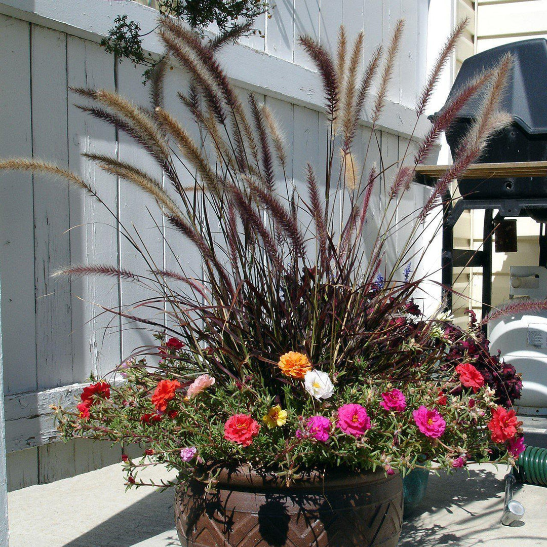 Pennisetum setaceum 'Rubrum' ~ Graceful Grasses® Purple Fountain Grass, Red Fountain Grass