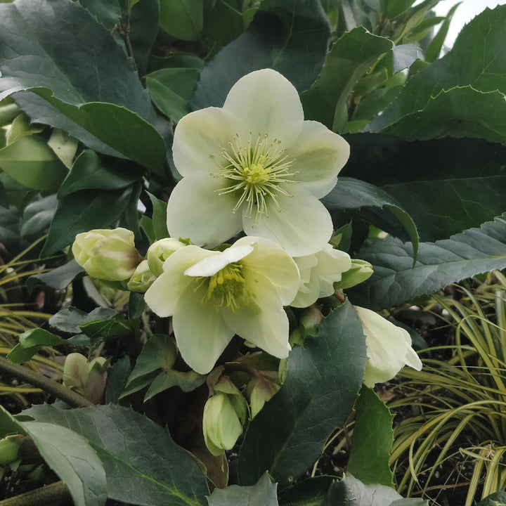 Helleborus x glandorfensis 'Ice N' Roses White' ~ HGC® Ice N' Roses White Lenten Rose