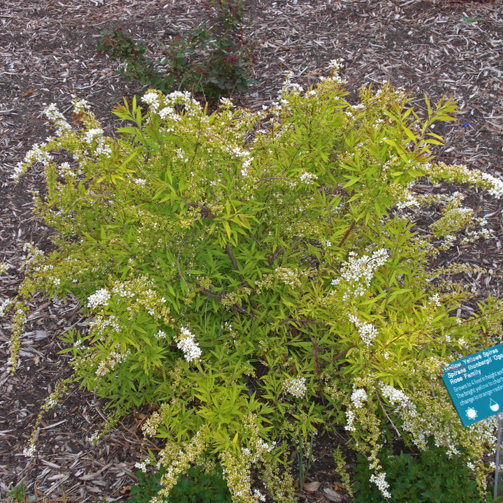 Spiraea thunbergii 'Ogon' ~ Gold Thread™ Spirea, Mellow Yellow Spiraea