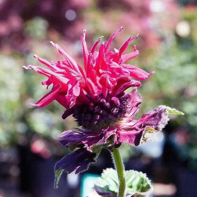 Monarda 'Fireball' ~ Fireball Bee Balm