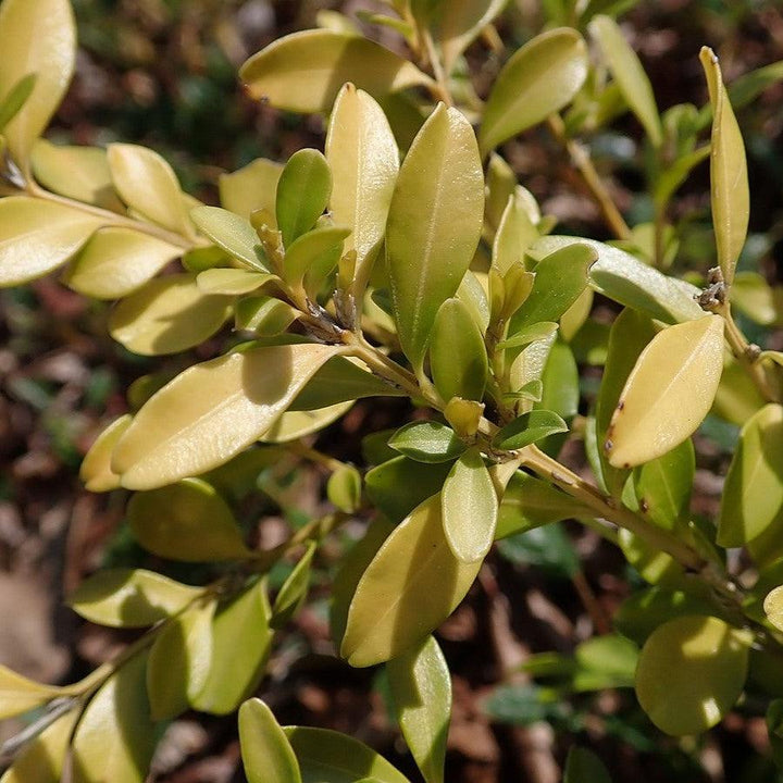 Buxus microphylla 'Tide Hill' ~ Tide Hill Boxwood