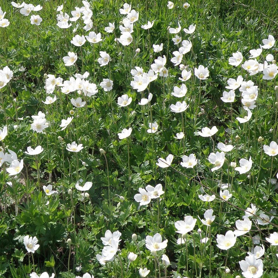 Anemone sylvestris ~ Snowdrop Anemone