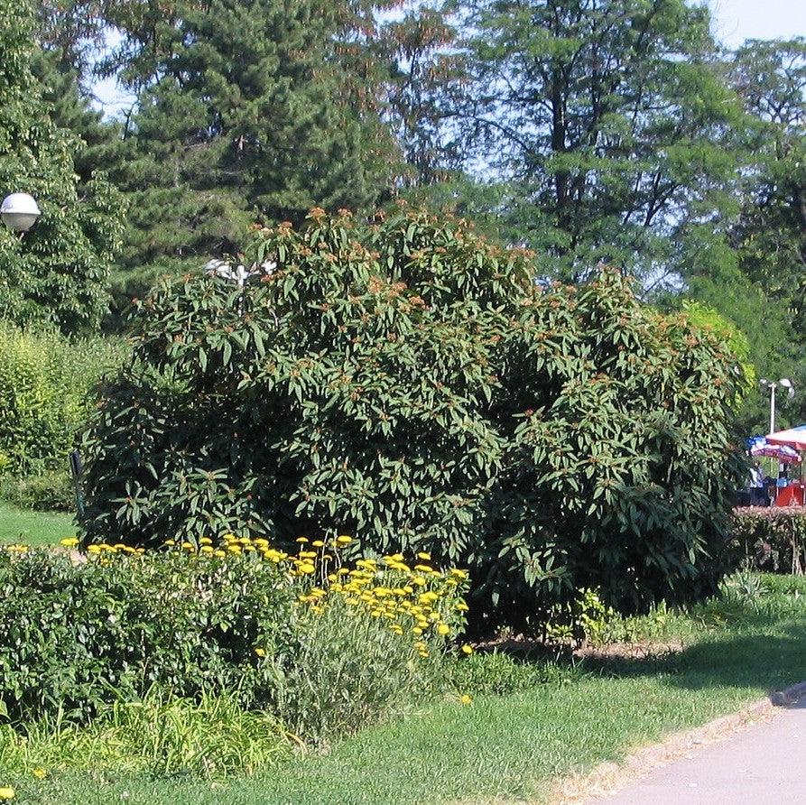 Viburnum rhytidophyllum ~ Leatherleaf Viburnum