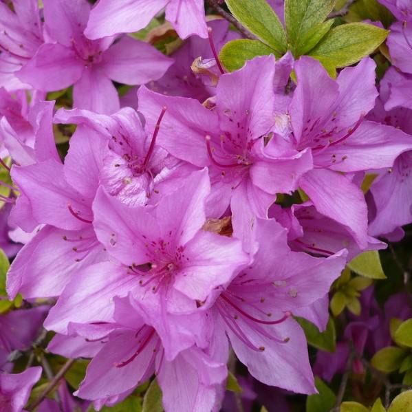 Rododendro yedoense var. poukhanense ~ Azalea coreana