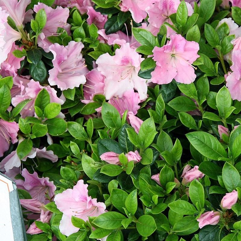 Rhododendron ‘Robleja’ ~ Encore® Autumn Sweetheart™ Azalea