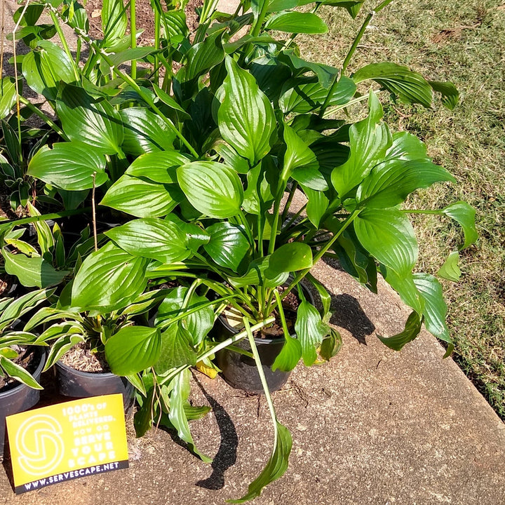 Hosta x 'Royal Standard' ~ Royal Standard Hosta