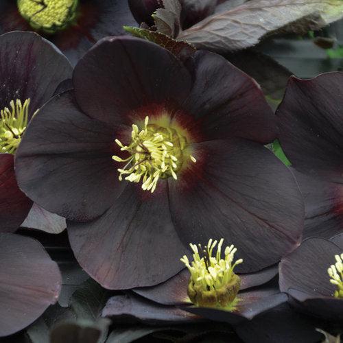 Helleborus 'New York Night' ~ Honeymoon® New York Night