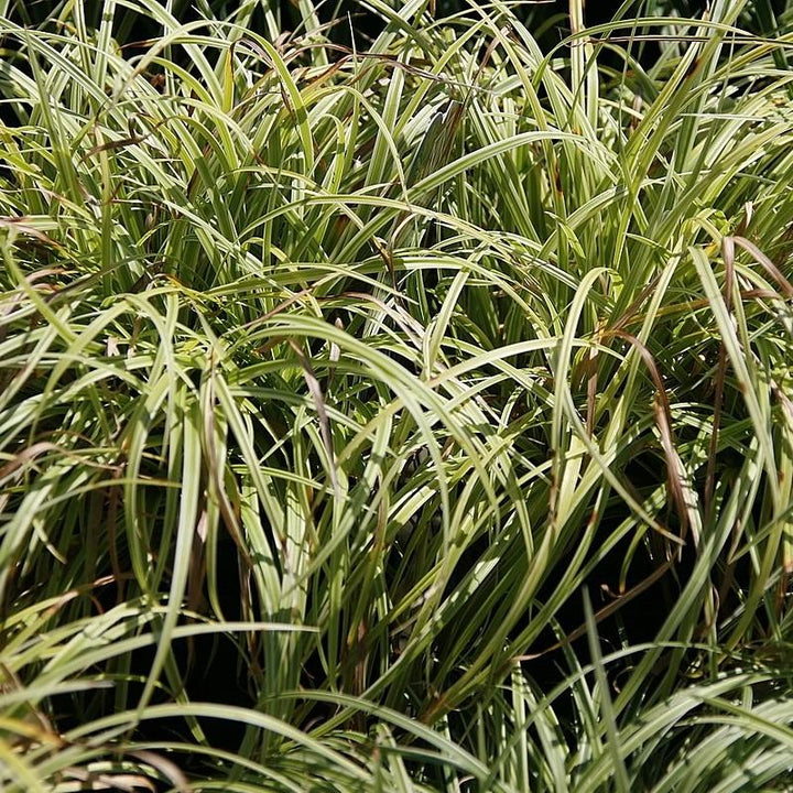 Carex morrowii 'Silver Sceptre' ~ Silver Septre Sedge