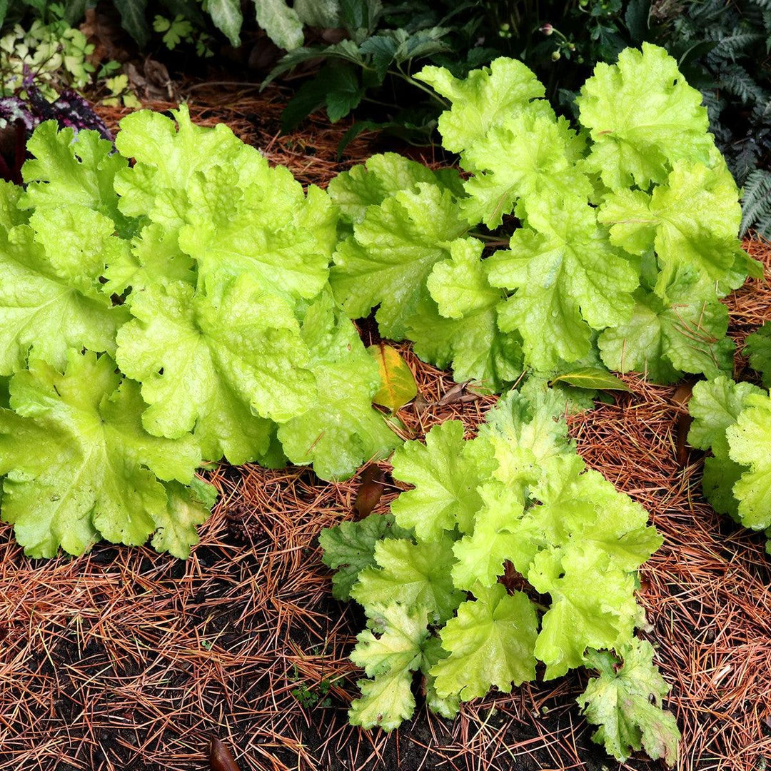 Heuchera 'TNHEULS' ~ Lemon Supreme Coral Bells