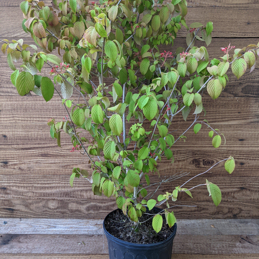 Viburnum plicatum 'Shasta' ~ Shasta Viburnum, Viburnum de doble lima