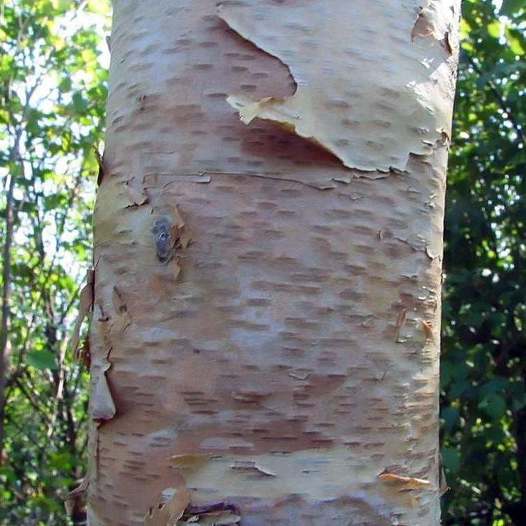 Betula nigra 'BNMTF' ~ Dura Heat® River Birch