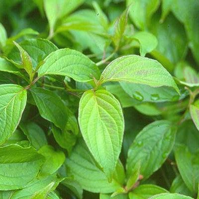 Cornus sericea 'Kelseyi' ~ Cornejo de ramita roja Kelseyi