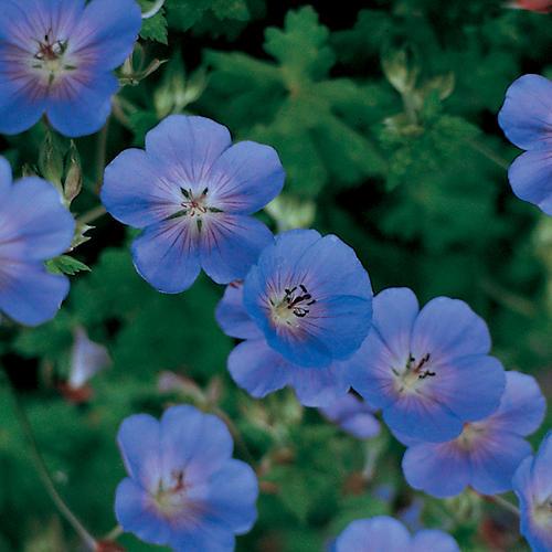 Geranium x 'Rozanne' ~ Rozanne Cranesbill