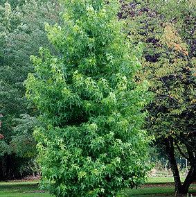 Liquidambar styraciflua 'Hapdell' ~ Happidaze Seedless Sweetgum