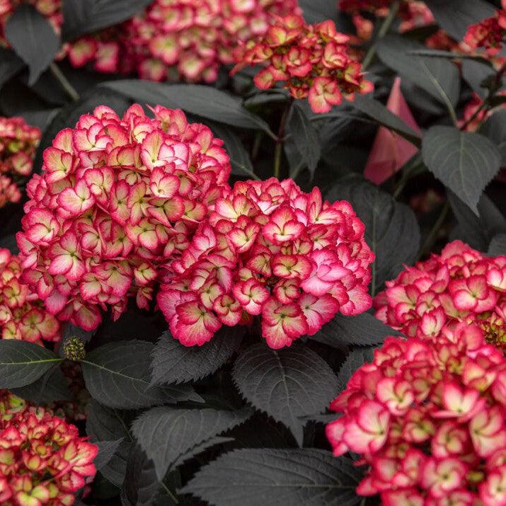 Hydrangea macrophylla 'Bailmacseven' ~ Eclipse® Hydrangea