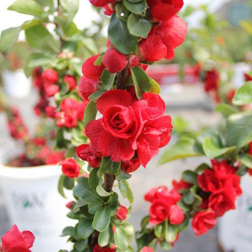 Chaenomeles speciosa 'Scarlet Storm' USPP 20,951 ~ PW® Double Take™ Scarlet Flowering Quince