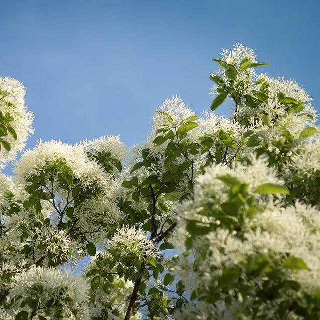 Chionanthus retusus 'Torre de Tokio' ~ Árbol marginal de la Torre de Tokio