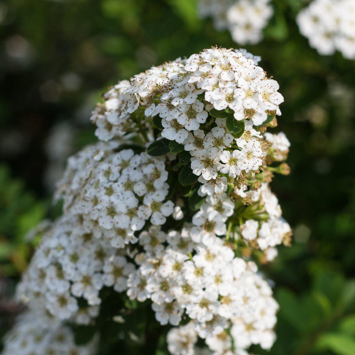 Spiraea nipponica 'Montículo de nieve' ~ Montículo de nieve Spirea