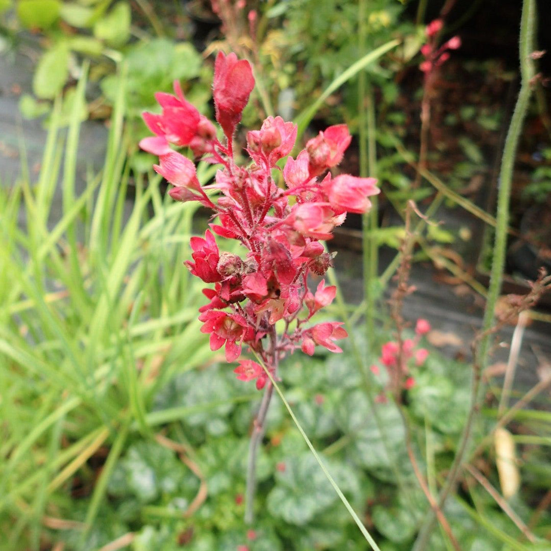 Heuchera villosa 'Berry Timeless' ~ Berry Timeless Coral Bells