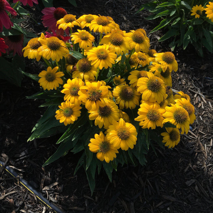 Echinacea 'Balsompocel' ~ Sombrero® Poco Yellow Coneflower