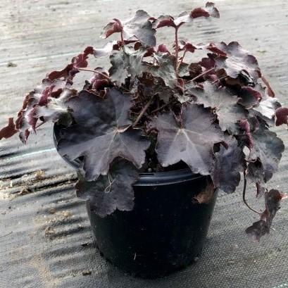 Heuchera micrantha 'Palace Purple' ~ Purple Palace Coral Bells